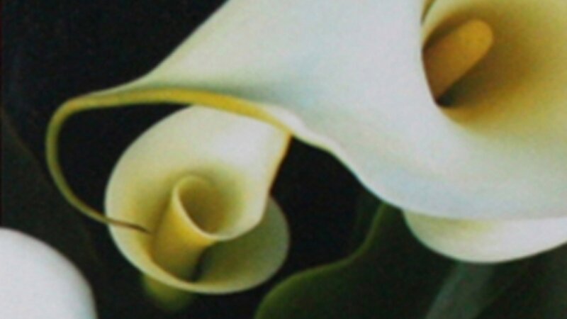 13th Annual Exhibit Calla Lillies