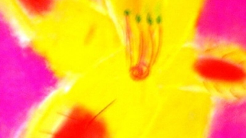 6th Annual Exhibit New Orleans Flower