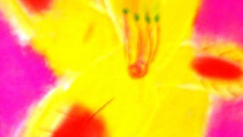 6th Annual Exhibit New Orleans Flower