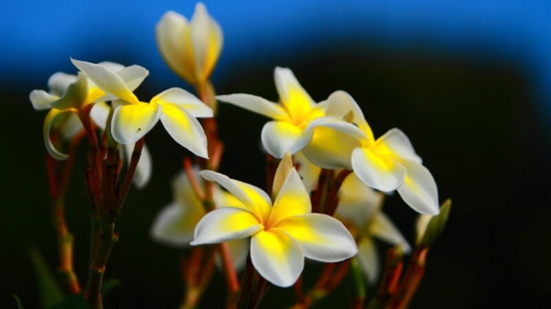 5th Annual Exhibit Plumerias ... First Impressions