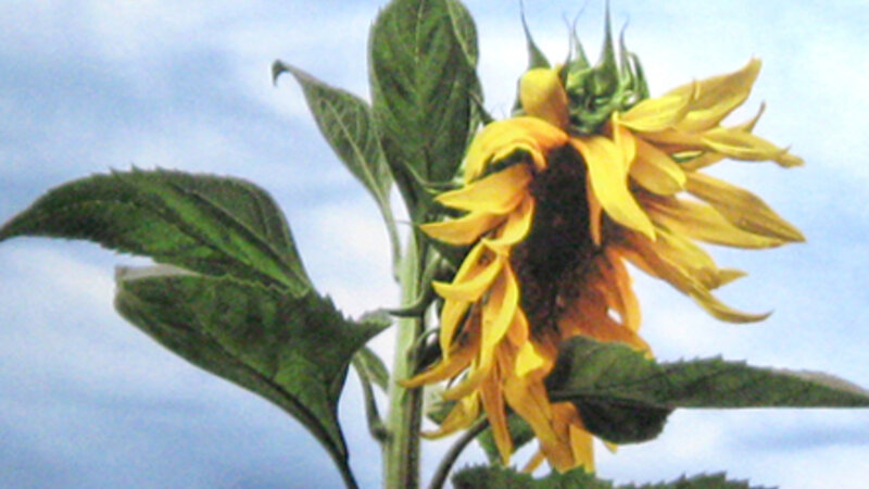 8th Annual Exhibit Drama Queen