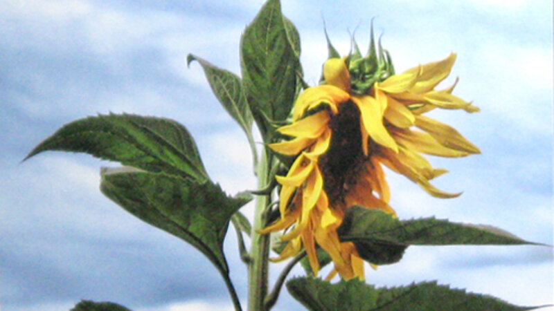 8th Annual Exhibit Drama Queen