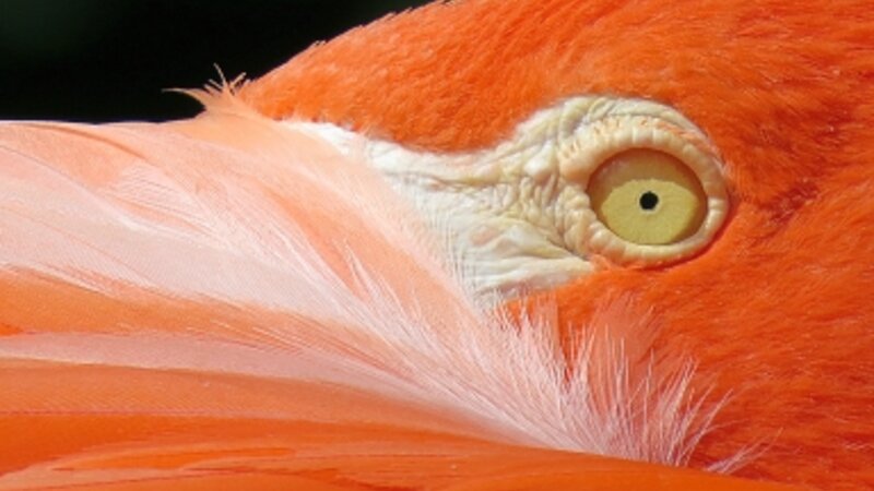 9th Annual Exhibit Peeking Flamingo