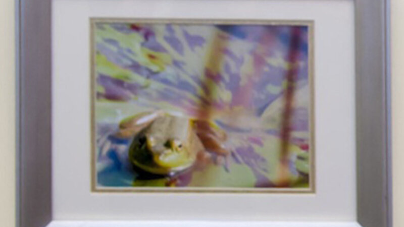 7th Annual Exhibit Camo Frog