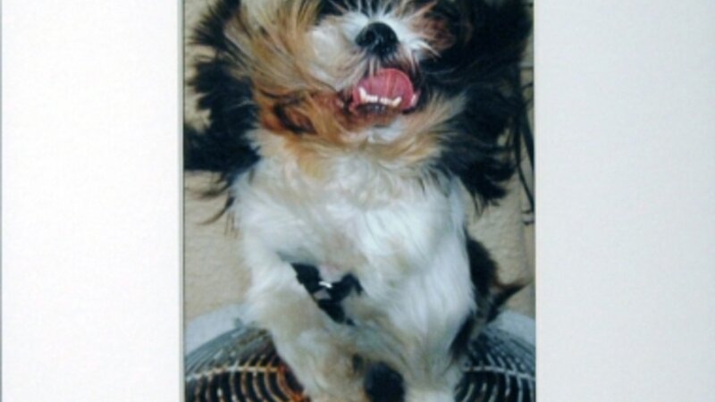 12th Annual Exhibit I Used to be a Hot Dog, Now I'm too Cool