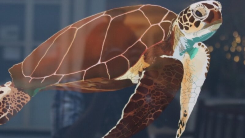 3rd Annual Exhibit Sea Turtle