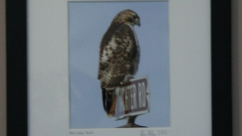 6th Annual Exhibit Red Tailed Hawk