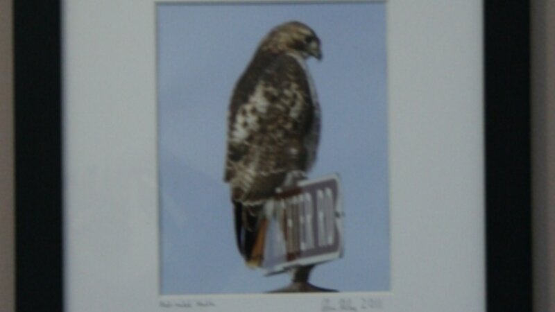 6th Annual Exhibit Red Tailed Hawk