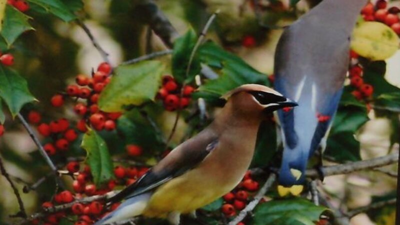4th Annual Exhibit Cedar Waxwings