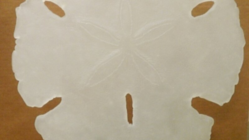 9th Annual Exhibit Ocean-worn Sand Dollar