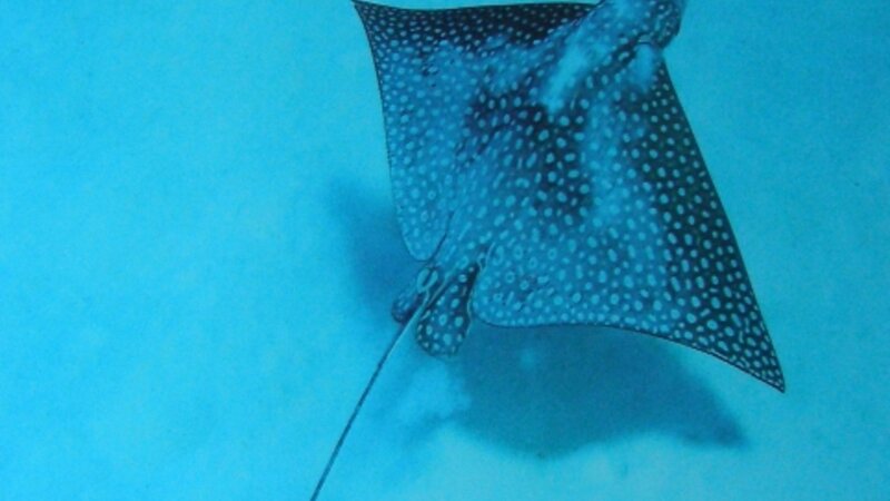 6th Annual Exhibit Sweet By and By