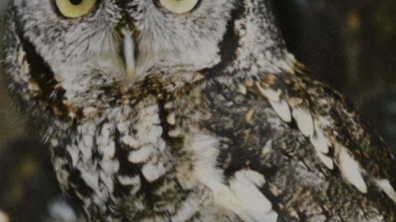 14th Annual Exhibit Whoo Are You?