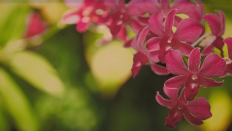 6th Annual Exhibit Orchid