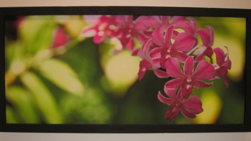 6th Annual Exhibit Orchid