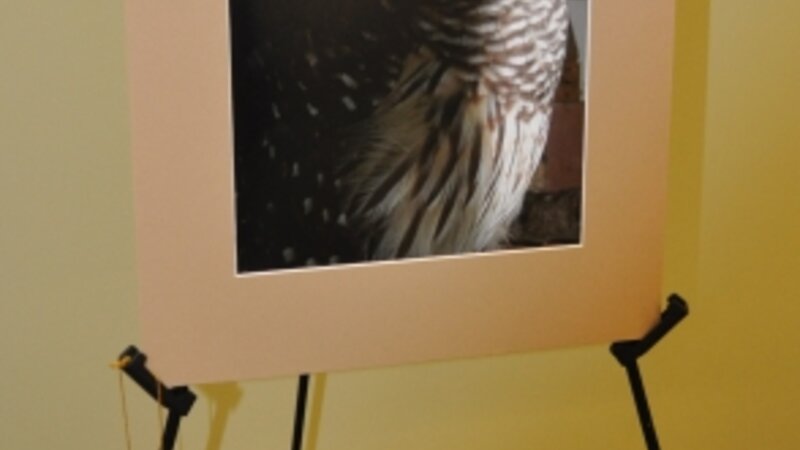 6th Annual Exhibit Hidden Owl