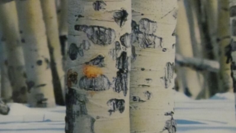 5th Annual Exhibit Winter Aspens