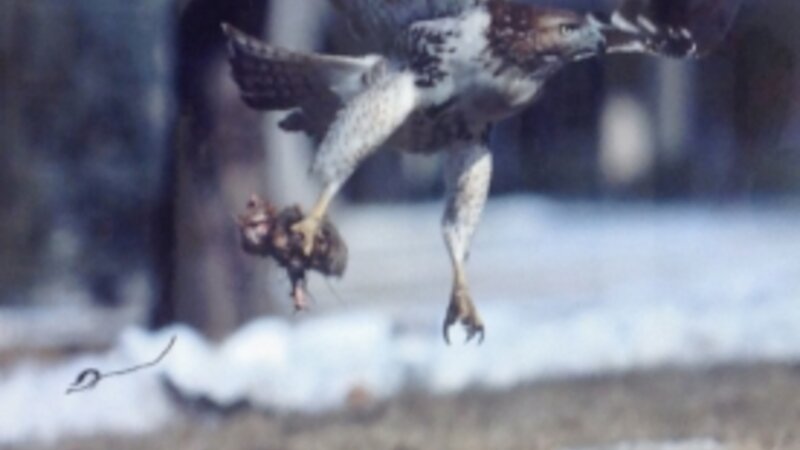 4th Annual Exhibit Hawkeye