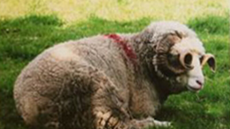 4th Annual Exhibit Sheep with Glasses