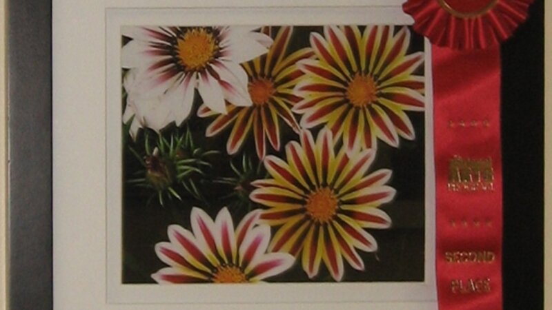 7th Annual Exhibit Bachelor Button