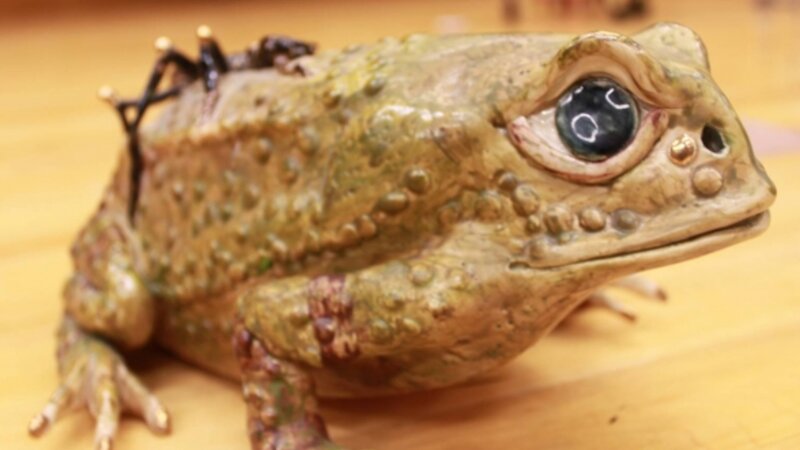 12th Annual Exhibit Gold Toed Toad