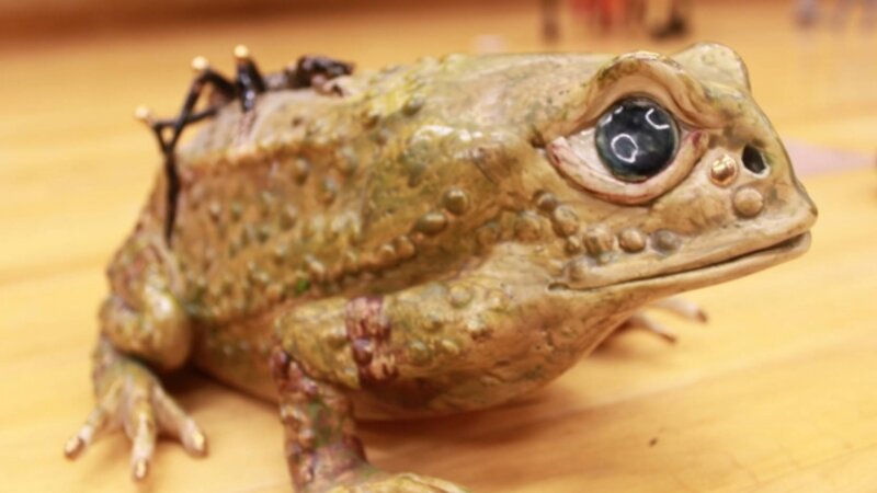 12th Annual Exhibit Gold Toed Toad