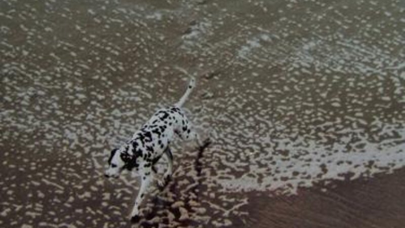 1st Annual Exhibit Spot the Dog