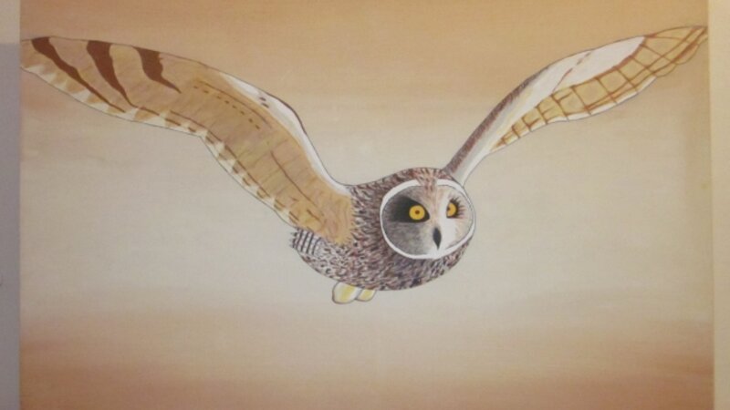 13th Annual Exhibit Owl