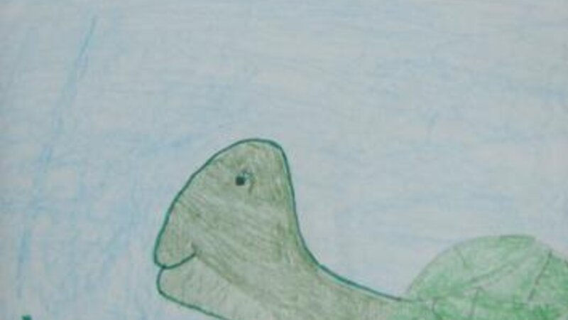 5th Annual Exhibit Box Turtle