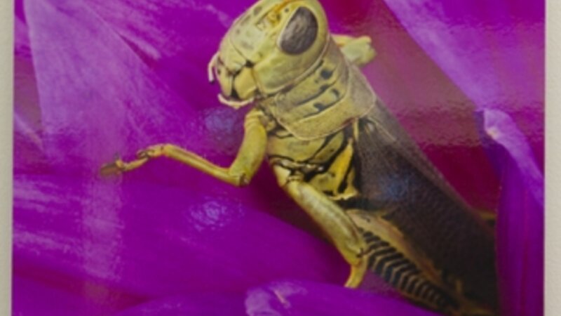 1st Annual Exhibit Pretty in Pink