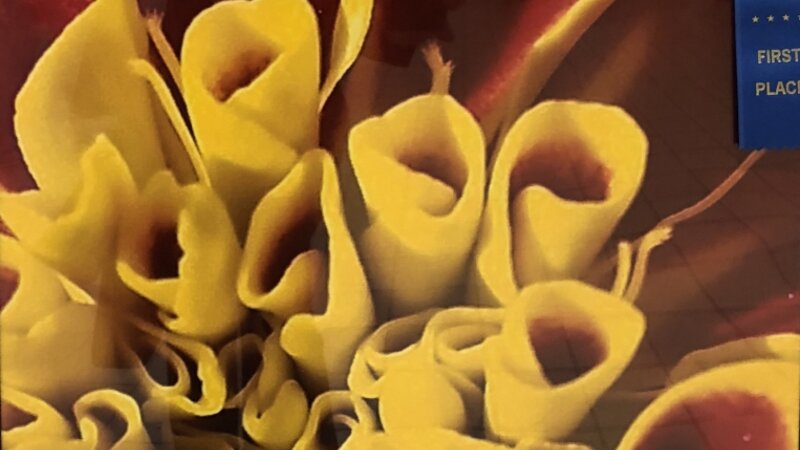 13th Annual Exhibit Red and Yellow