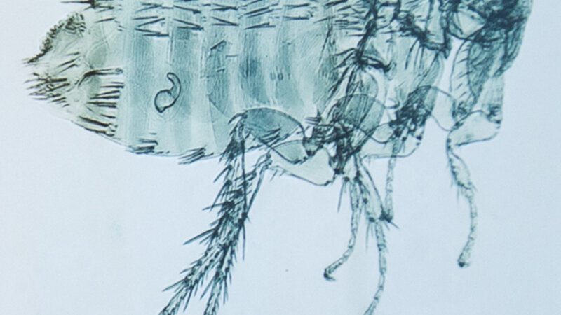 6th Annual Exhibit Flea