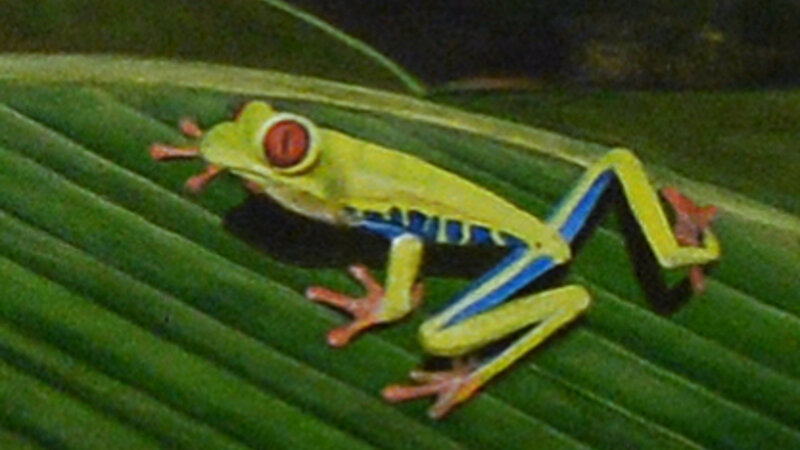 2nd Annual Exhibit Sidney the Tree Frog