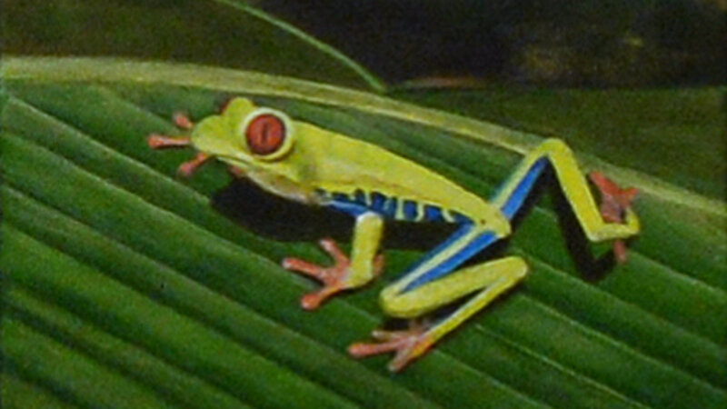 2nd Annual Exhibit Sidney the Tree Frog