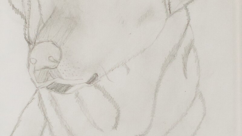 4th Annual Exhibit Labrador Retriever