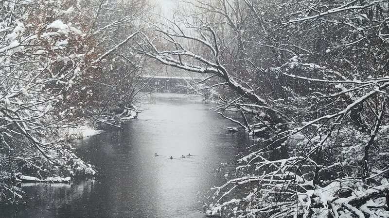 4th Annual Exhibit River Ducks