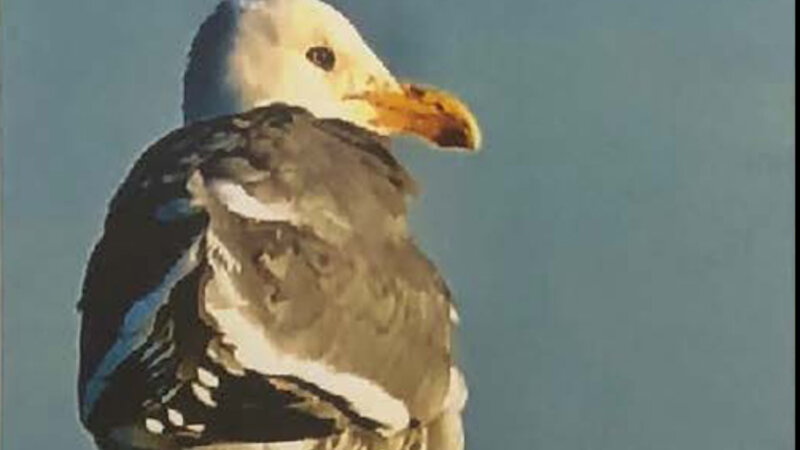 28th Annual Exhibit Seagull