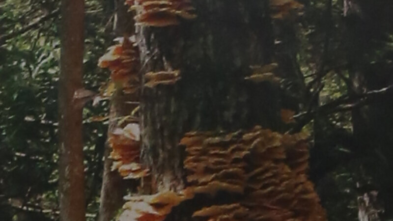 7th Annual Exhibit Fun Gus