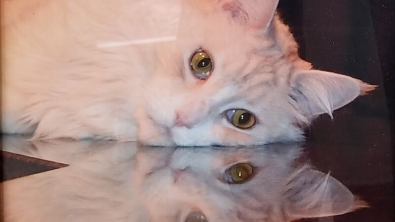 5th Annual Exhibit Maxwell