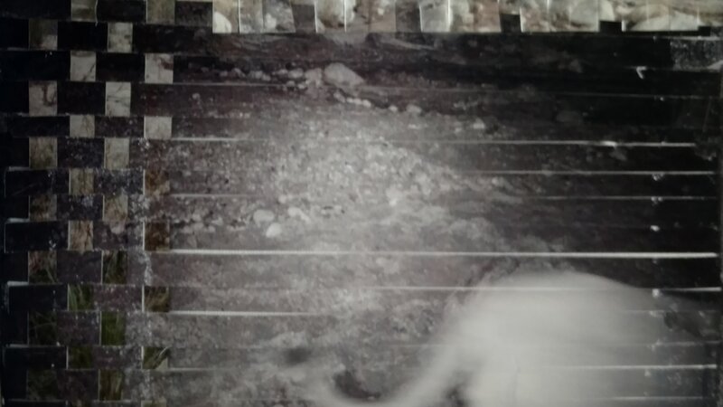 8th Annual Exhibit Intersecting Night & Day; puma concolor