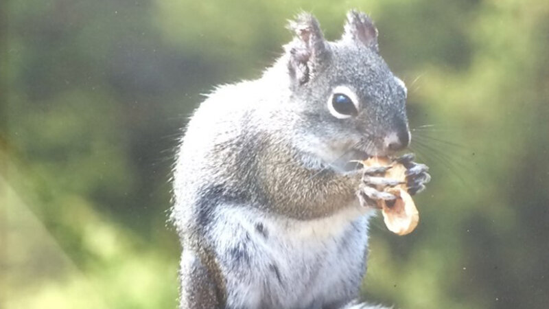 14th Annual Exhibit Colorado Ground Squirrel