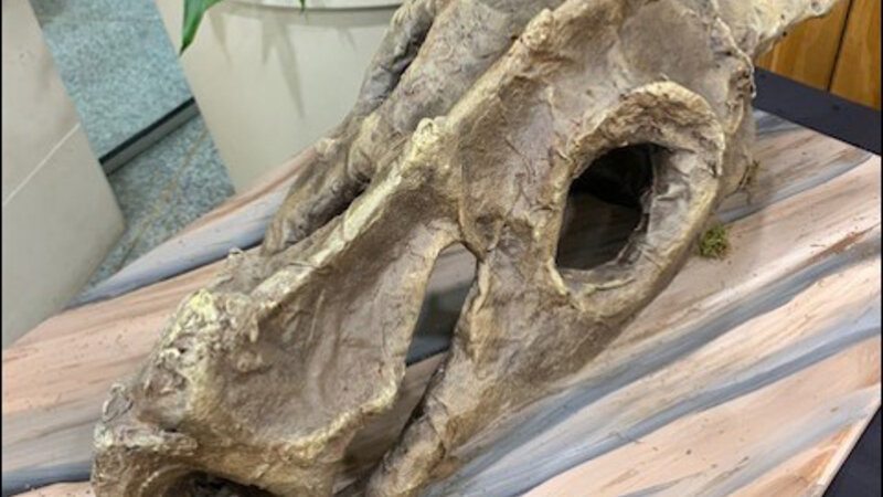 14th Annual Exhibit Fossil