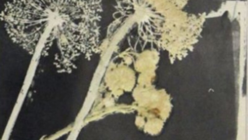 25th Annual Exhibit Monoprint of Nature #2