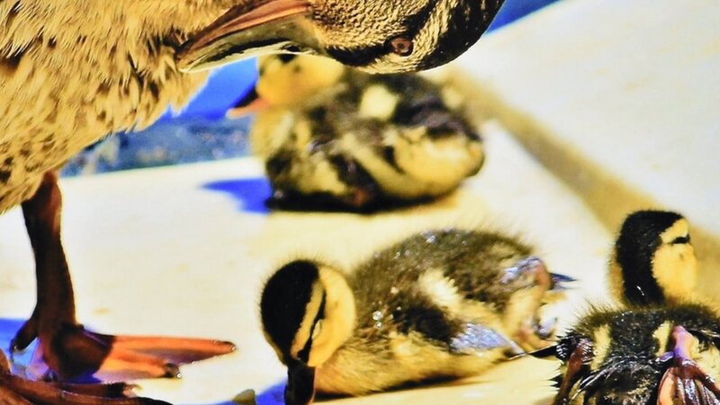 8th Annual Exhibit Mother's Watchful Eye