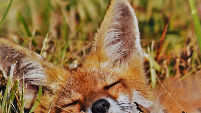 8th Annual Exhibit Napping Fox