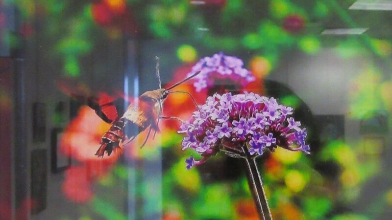 14th Annual Exhibit Flying Hopes