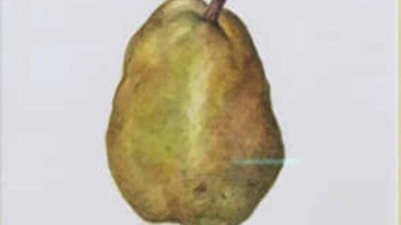 8th Annual Exhibit Anjou Pear