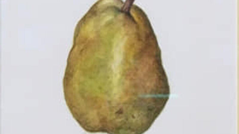 8th Annual Exhibit Anjou Pear