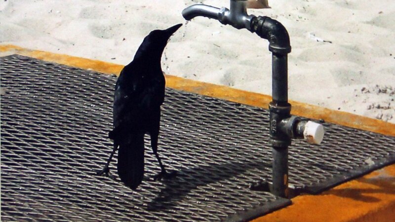 26th Annual Exhibit Thirsty Bird
