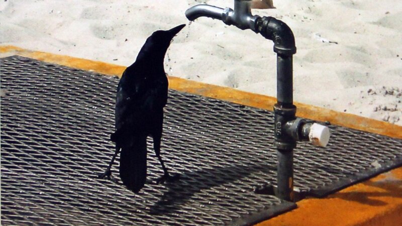 26th Annual Exhibit Thirsty Bird