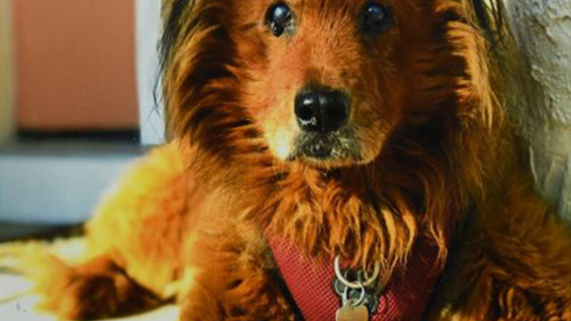 8th Annual Exhibit Winnie